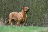 TOSA INU 528